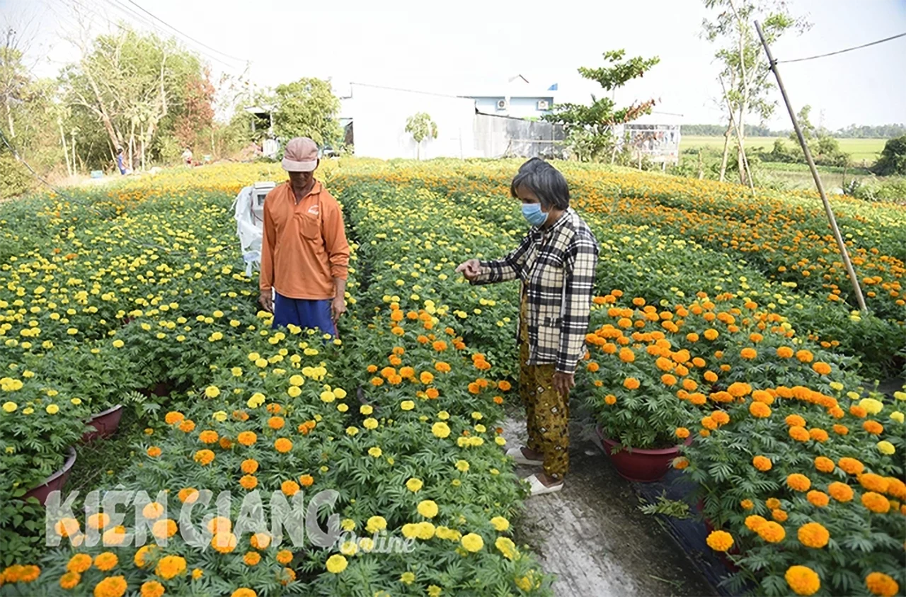 Người dân mua hoa của ông Lê Văn Thành, ấp Hòa Khánh, xã Tân Khánh Hòa (Giang Thành). Ảnh: THANH NHÃ
